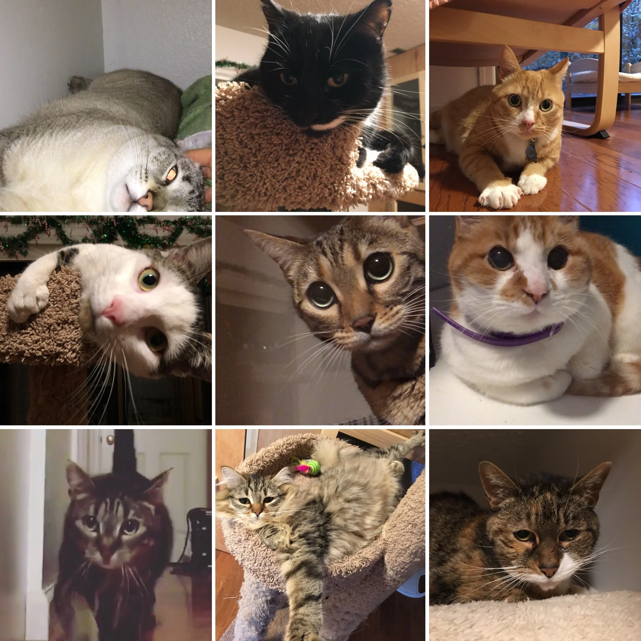 December Guests 2017