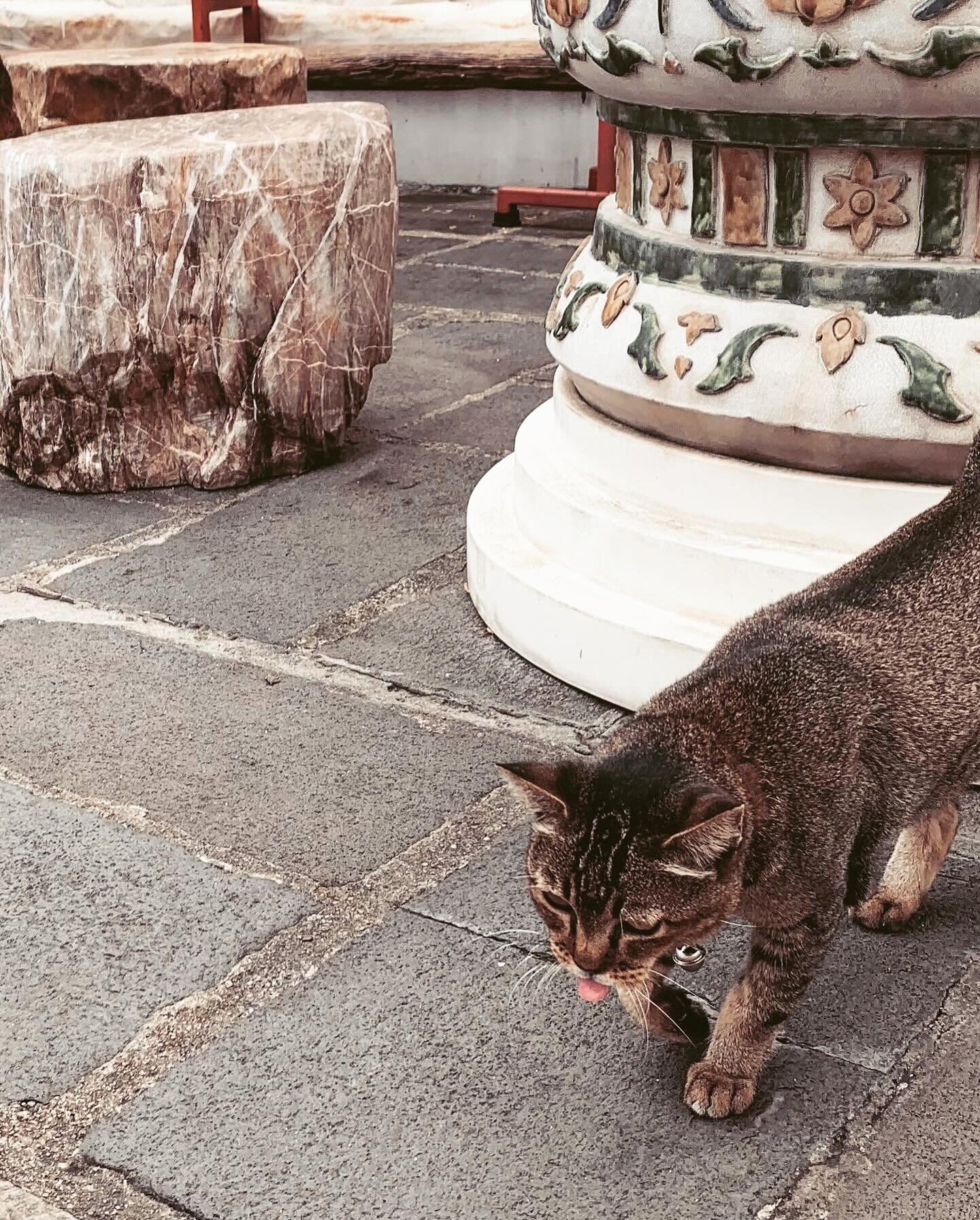 I can never pass up the chance to take pics of cats while I travel. 😻😸🇹🇭 @charlottescatshack #wataruntemple #catoftheday #catladytravellog