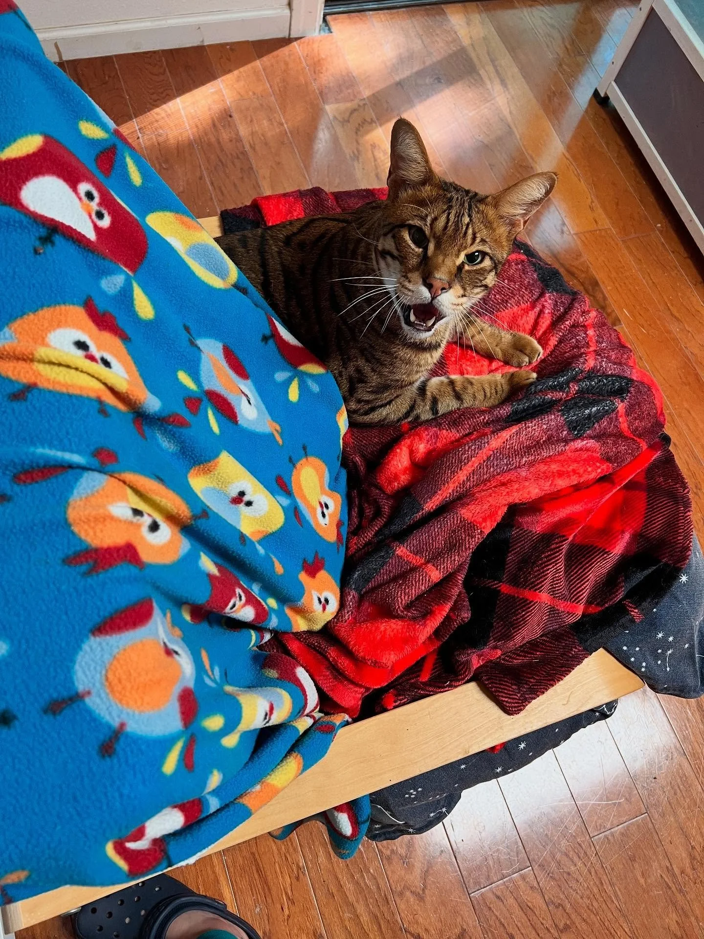 A hearty good morning from Kekoa! @charlottescatshack 😁☀️ #happycat #cats_of_instagram #kitty #charlottescatshack #catboardingolympia