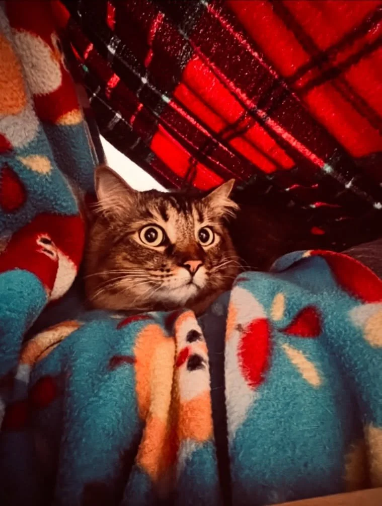 Chicken loves his tent. 🏕️ 😸 @charlottescatshack #tentcat #cats_of_instagram #charlottescatshack #catboardingolympia #catoftheday