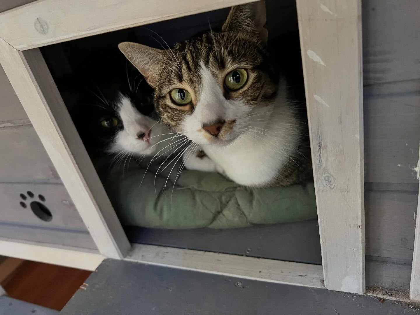 Just a few of my regulars chilling out in the playroom. 😻😎 @charlottescatshack #cats_of_instagram #catoftheday #autumncat #catboardingolympia #charlottescatshack #autumn2025