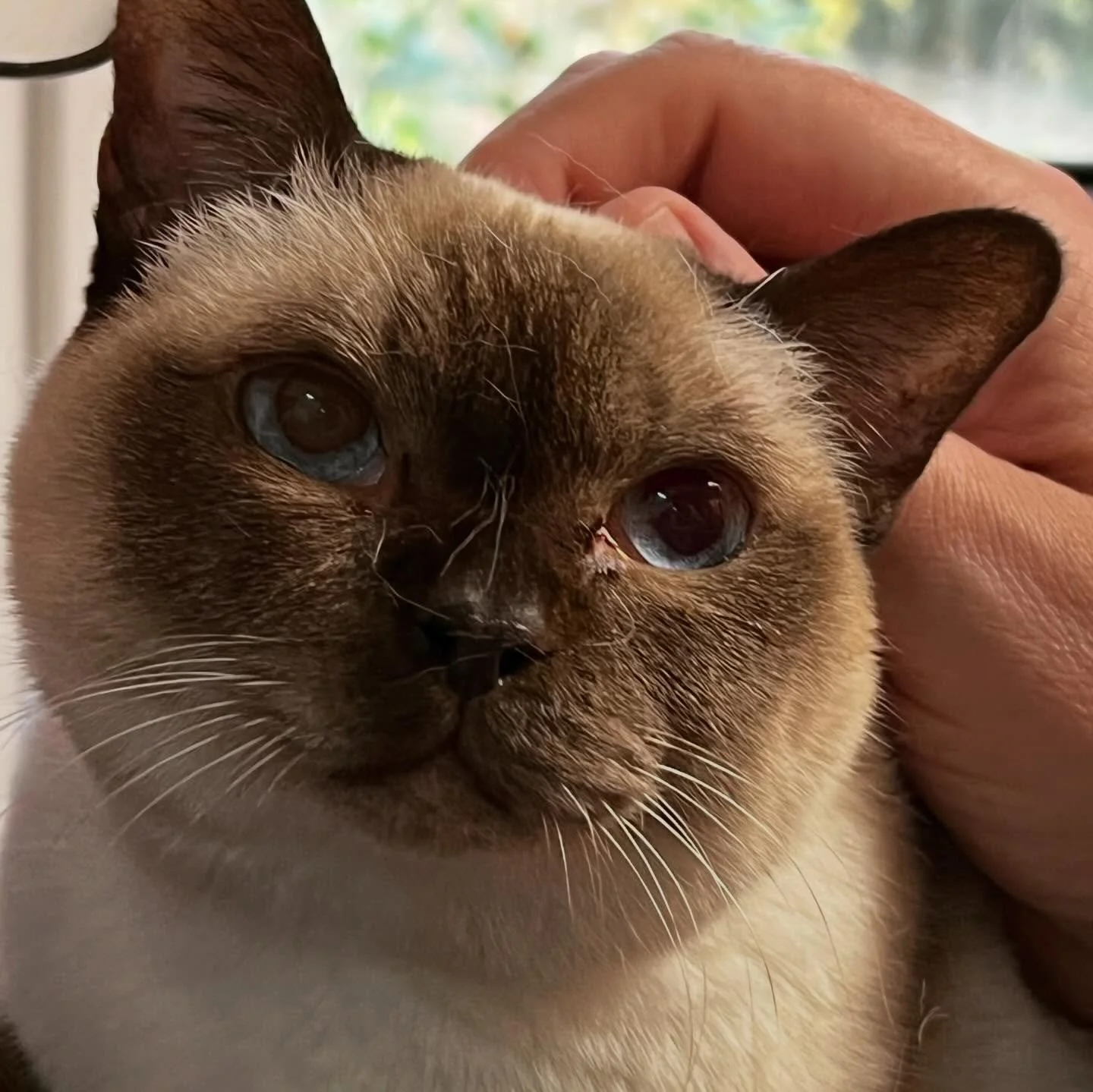 Good morning! 🌞 @charlottescatshack #turkeyday🦃 #thanksgiving2025 #catoftheday #cats_of_instagram #meowstagram #charlottescatshack #catboardingolympia