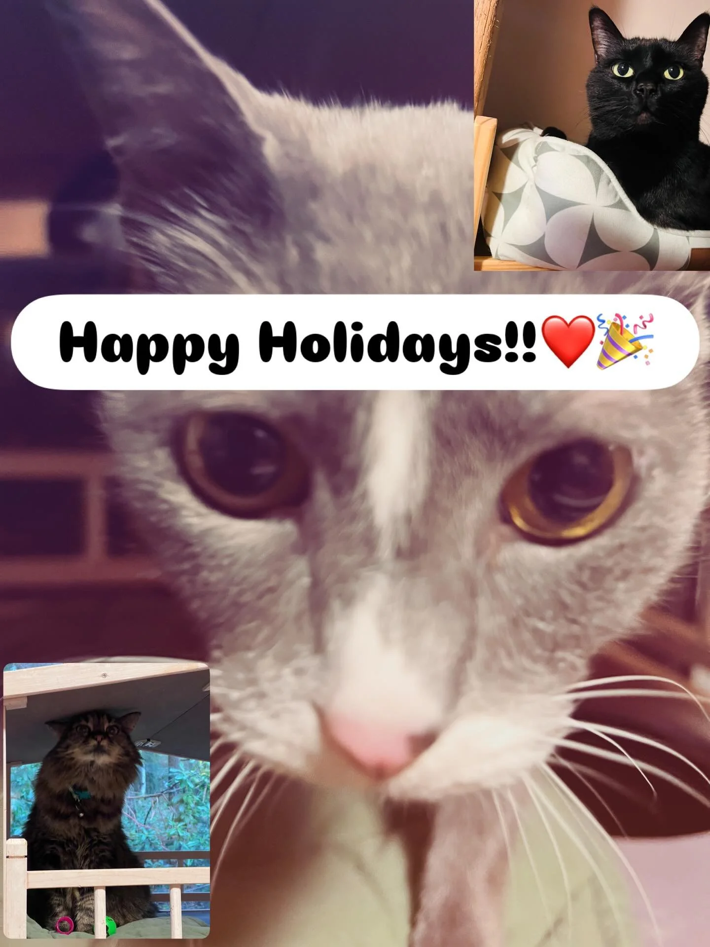 Happy Holidays! 🎁🎉 @charlottescatshack #happymeoliday #cats_of_instagram #catboardingolympia #charlottescatshack #holidays2025