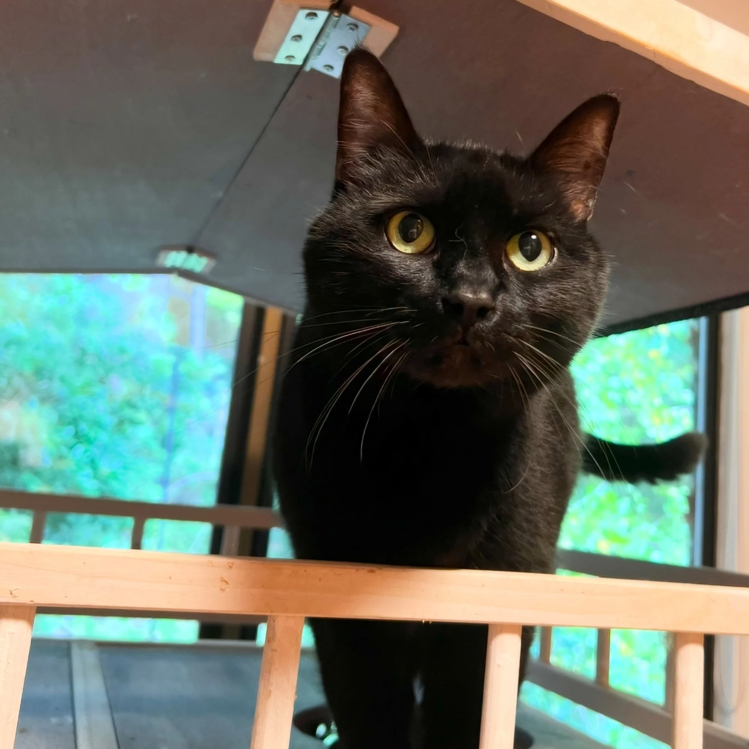 Early July guests @charlottescatshack #4thofjulyweekend #catboardingolympia #catofinstagram #charlottescatshack #catoftheday