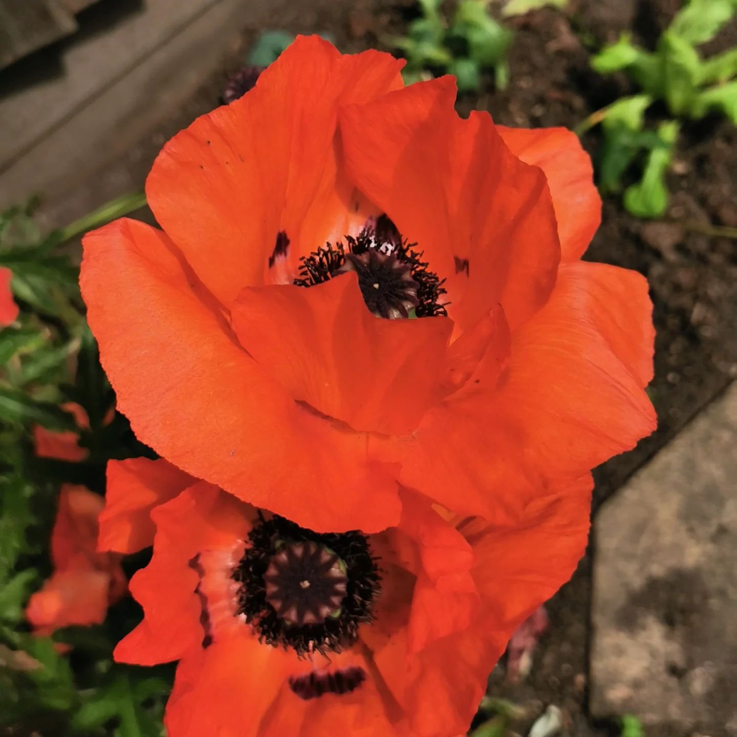 Lest we forget 🌺

#RememberanceDay #remember
