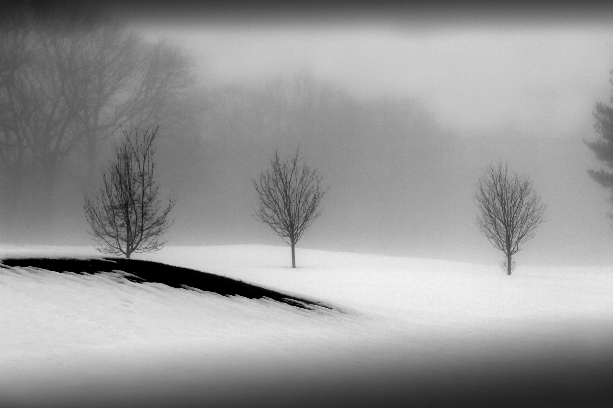 3Trees.jpg