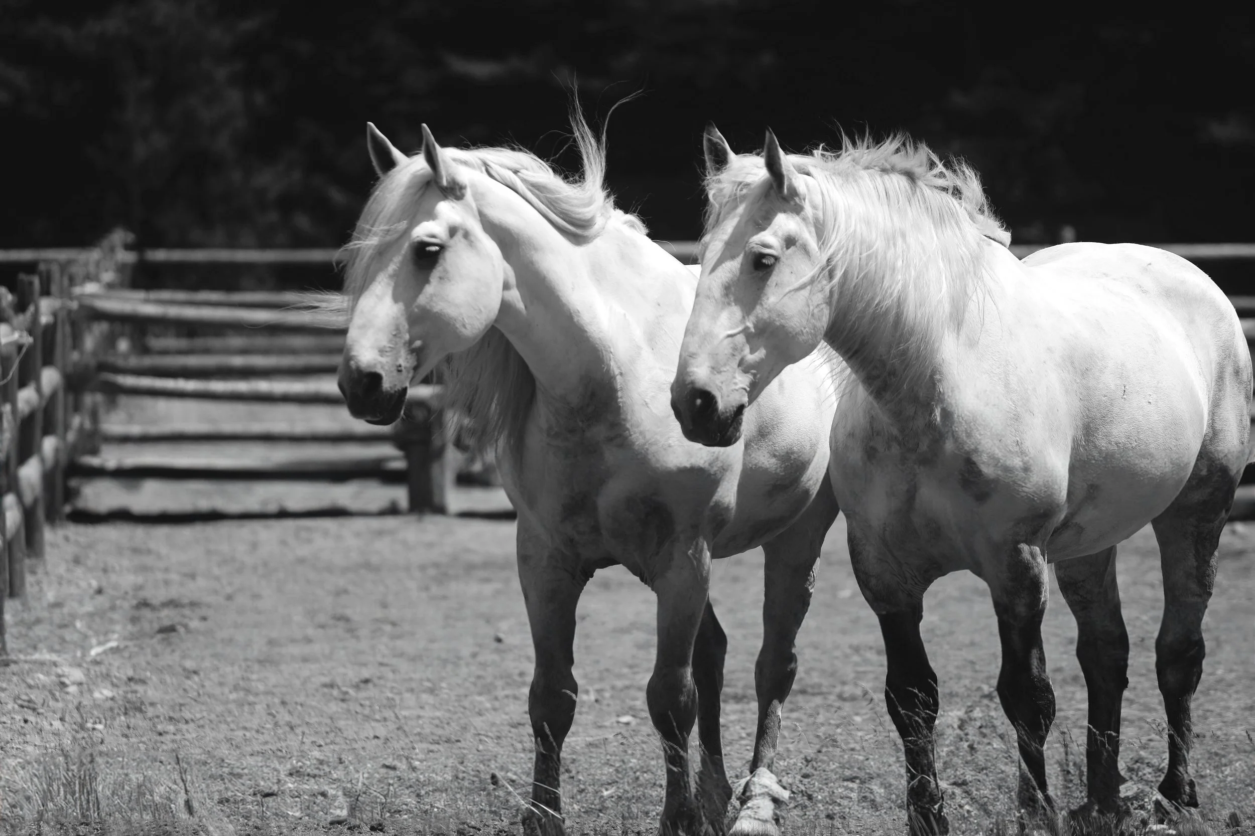 BW horses.jpg