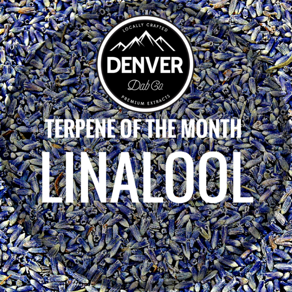 TERPENE OF THE MONTH.png