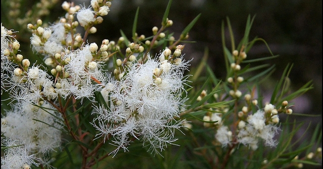  Melaleuca Alternifolia
