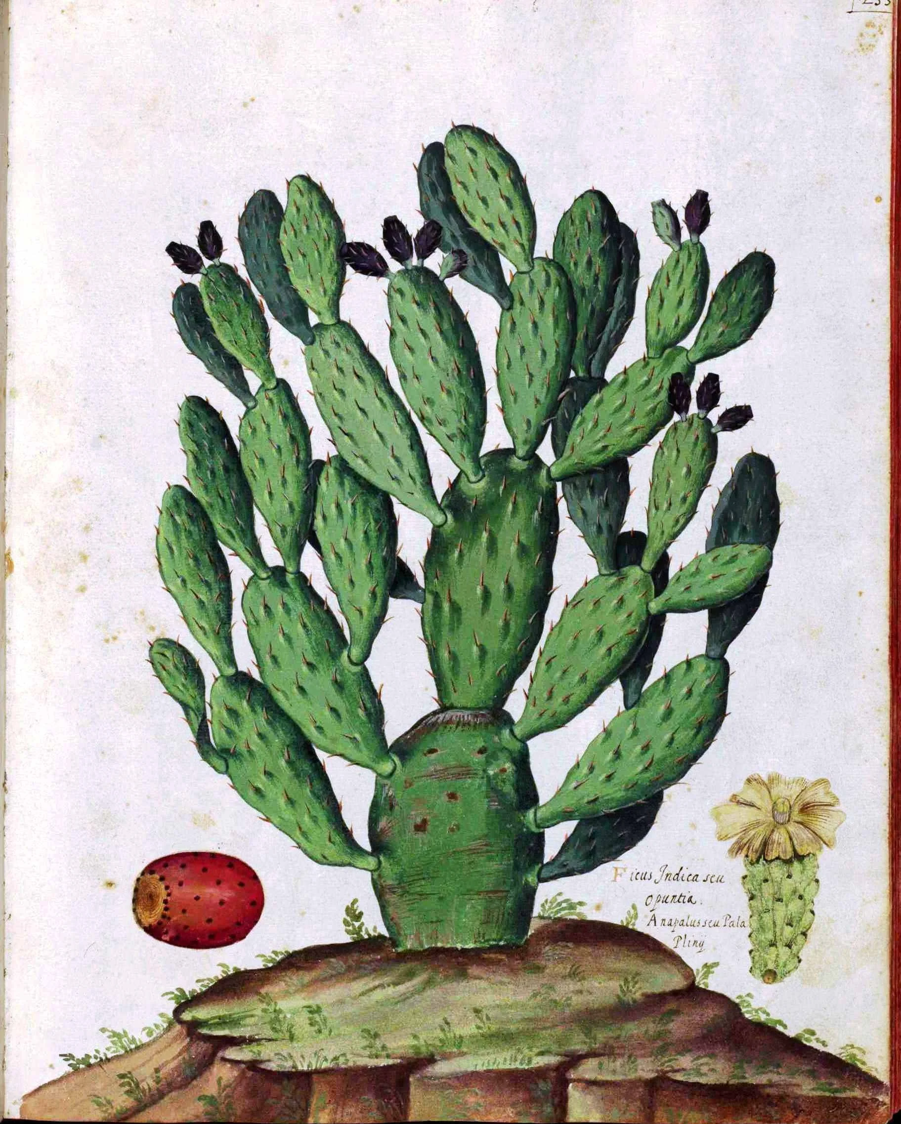 Botanical-Cactus-Italian.jpg