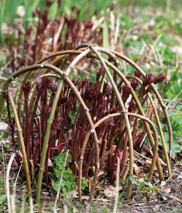 Peony plant support made of willow branches and tarred twine.