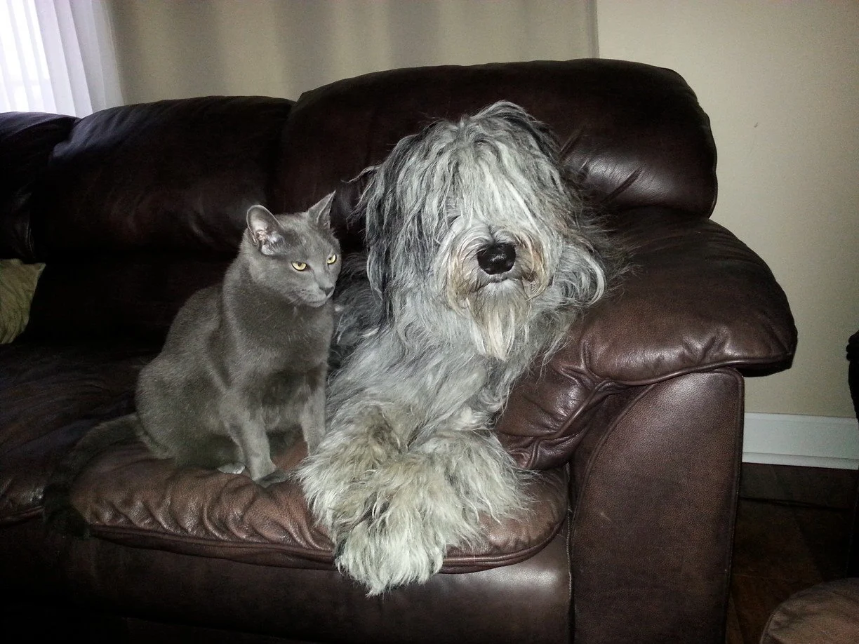 Zoran & his dog Argo