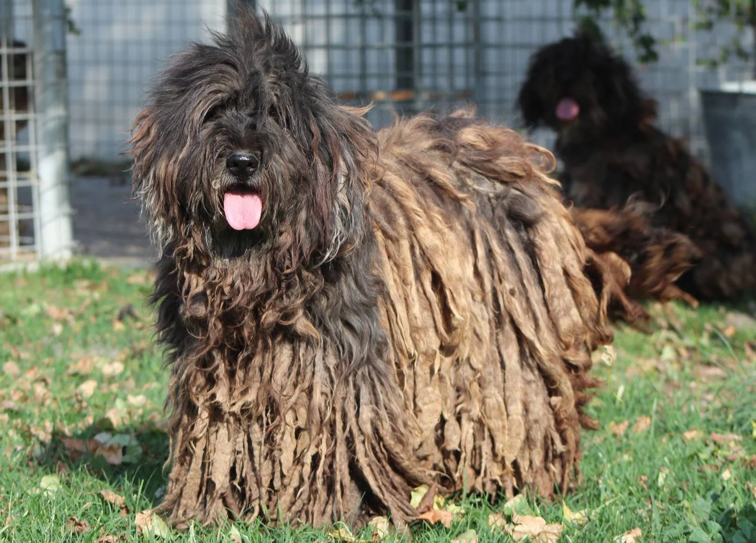 National Bergamasco Sheepdog Alliance Bergamasco sheepdog