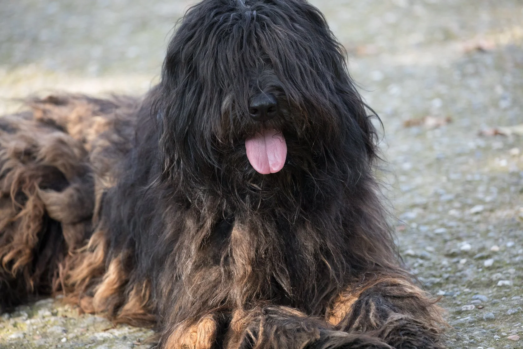 Bergamasco Sheepdog adult