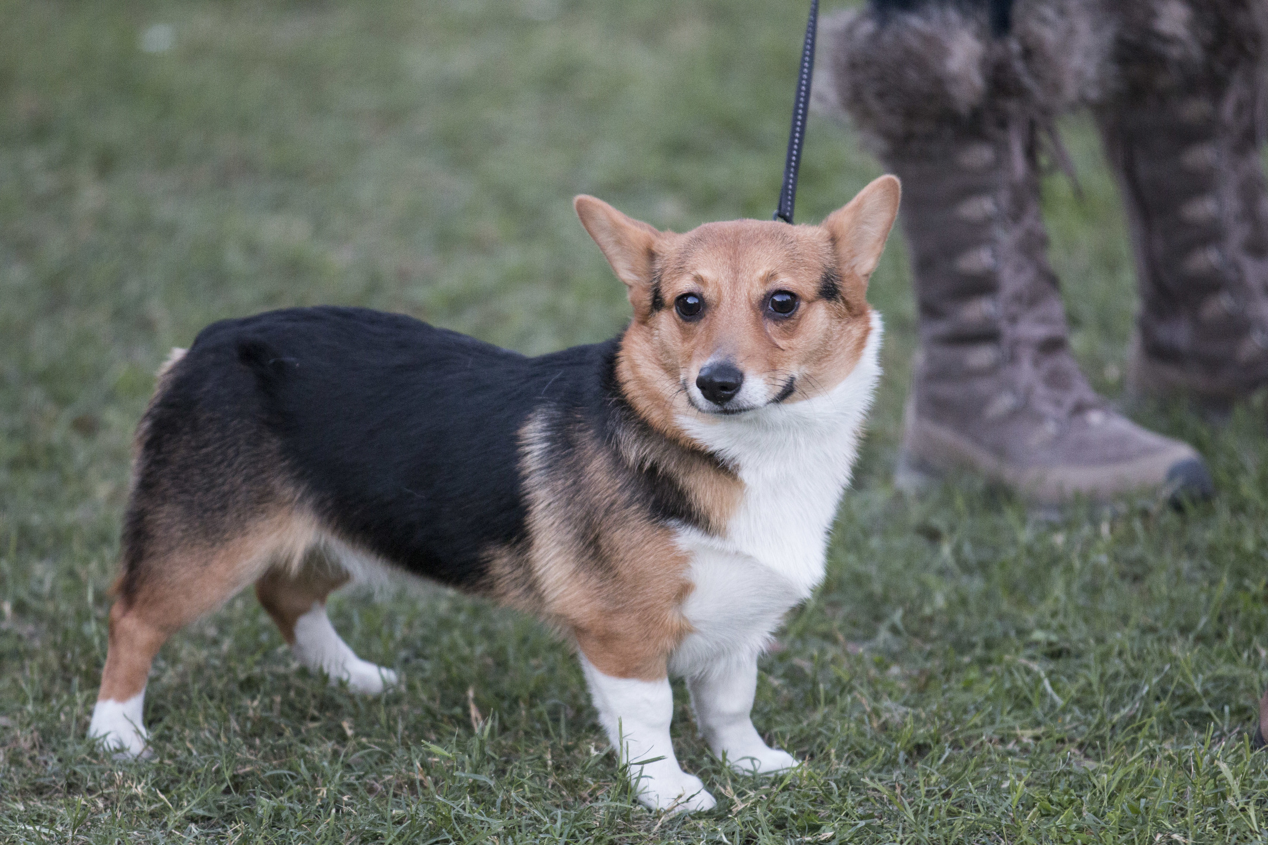 20151121-IMG_0109 Corgi.jpg