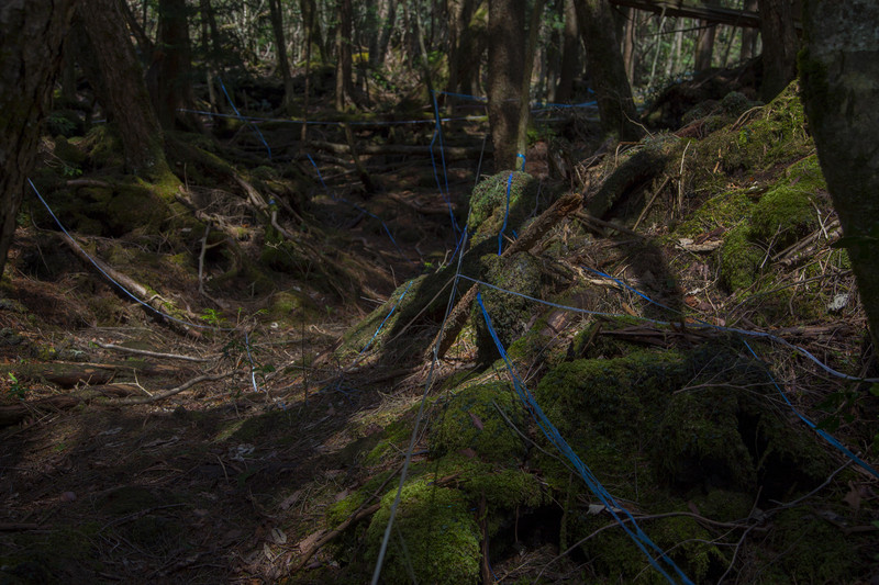 The forest floor is littered with a seemingly endless amount of coloured tape used to mark the locations of new found remains from suicide victims.