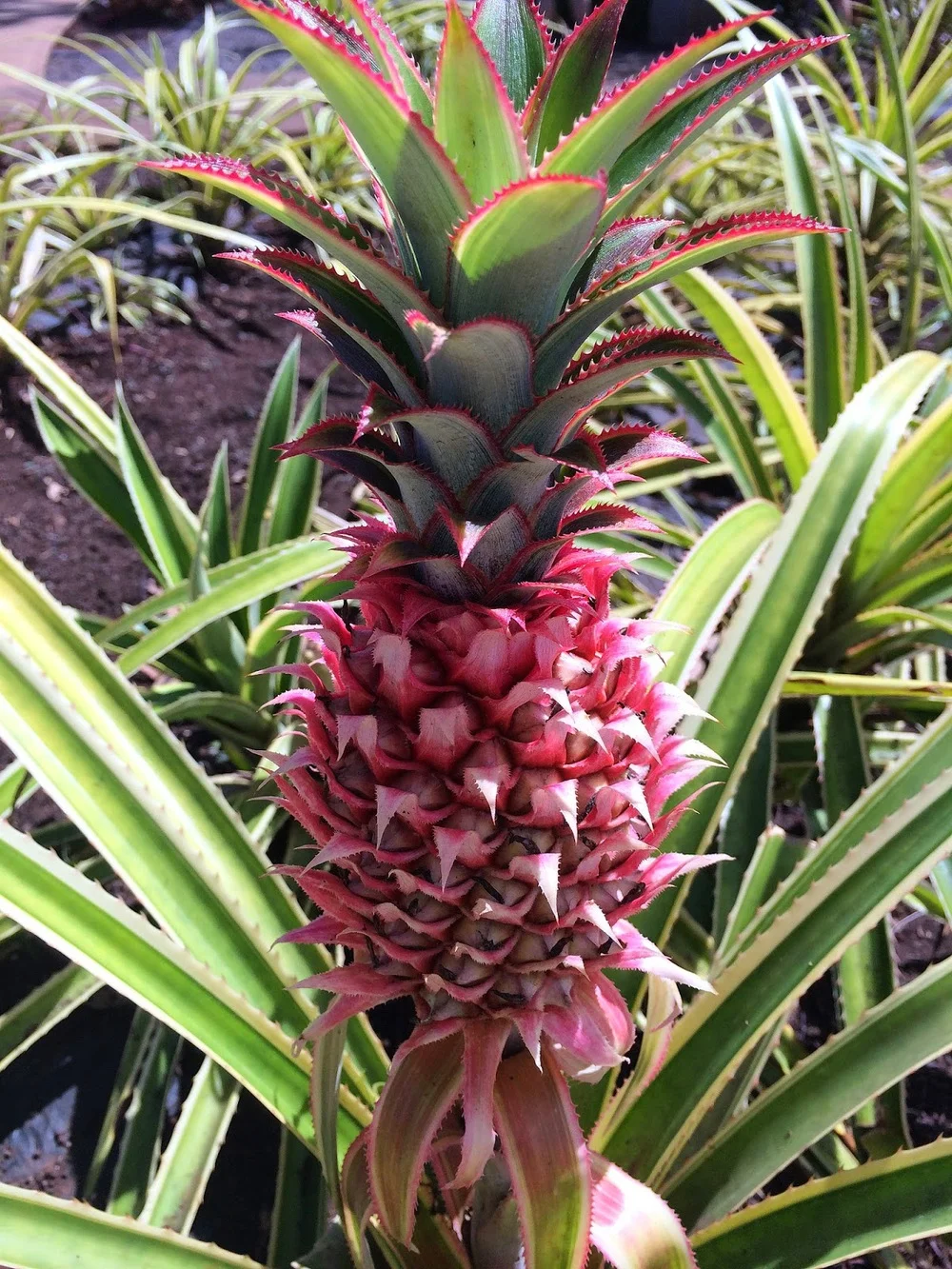 THE PINEAPPLE EXPRESS