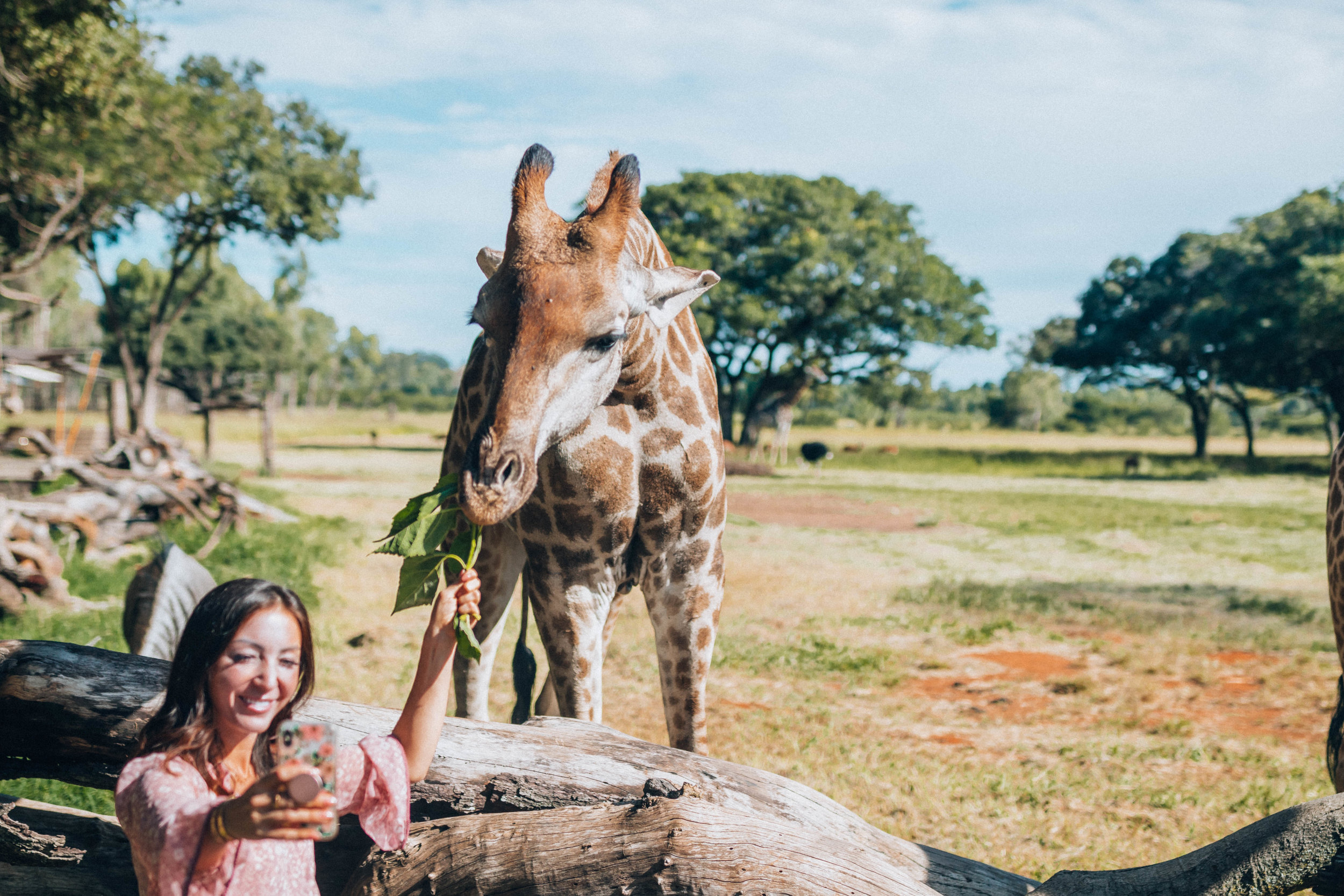 Selfie time!!! Feeding giraffes at Wild Is Life