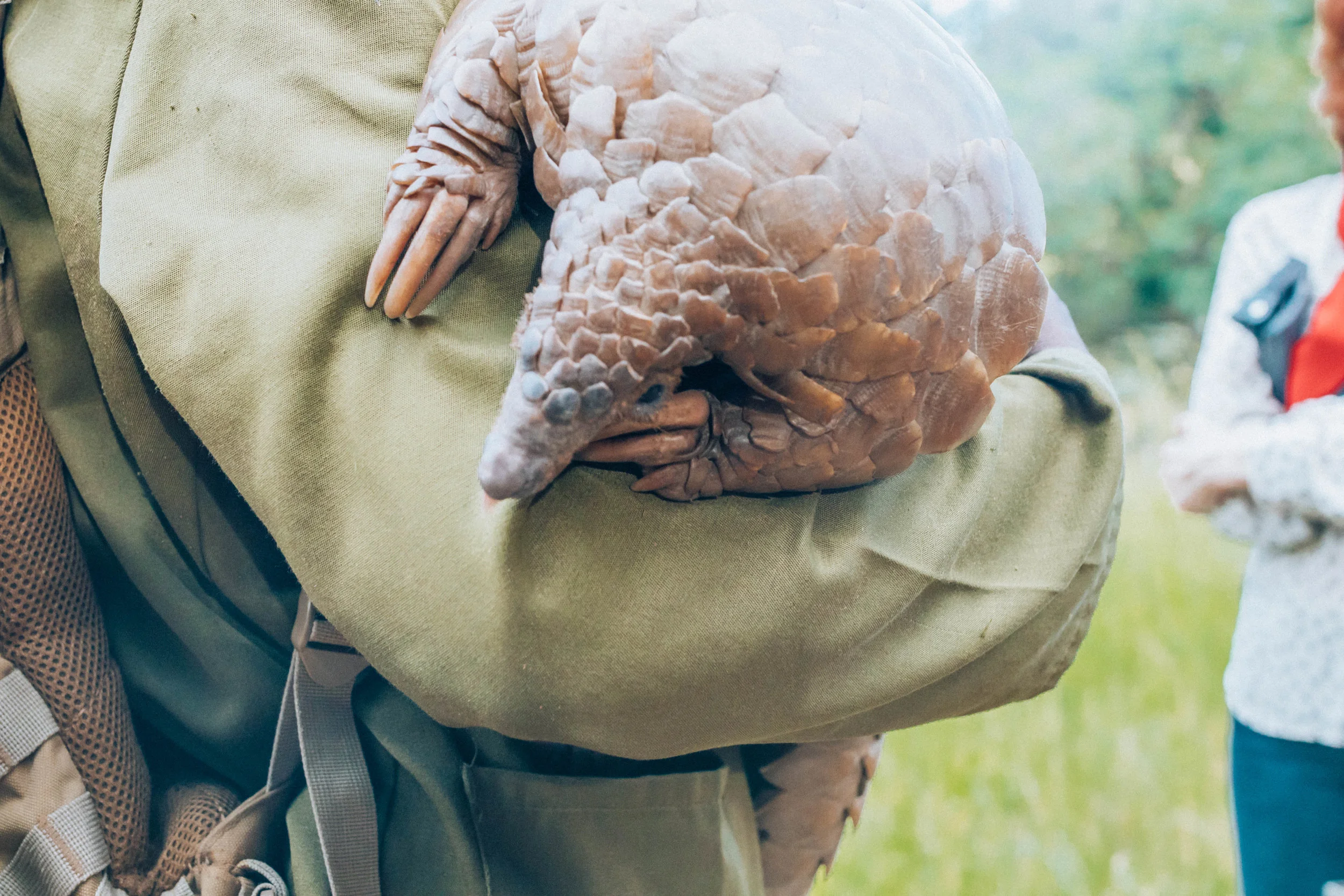 The very rare and endangered pangolin