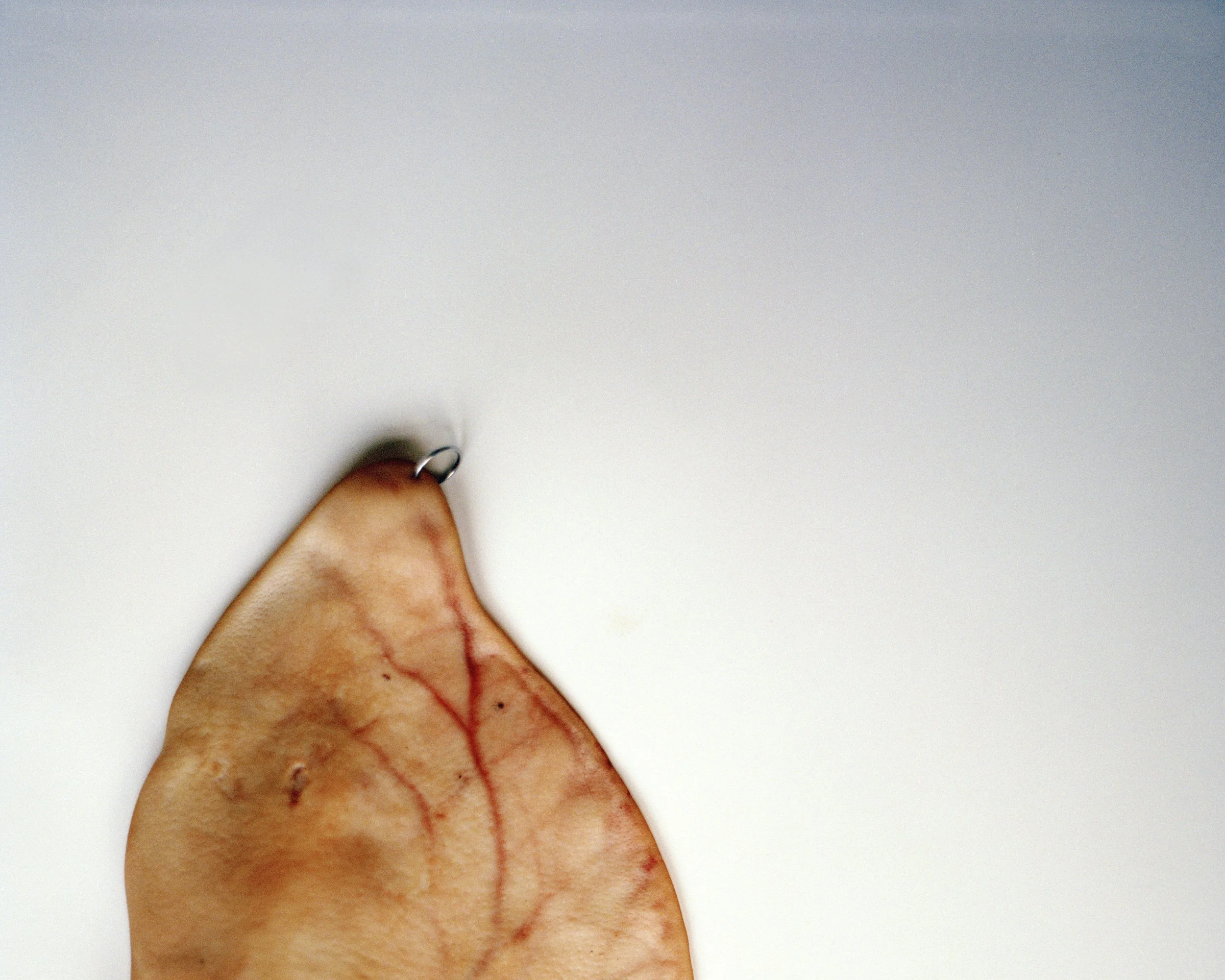 Pig ear 2 001.jpg