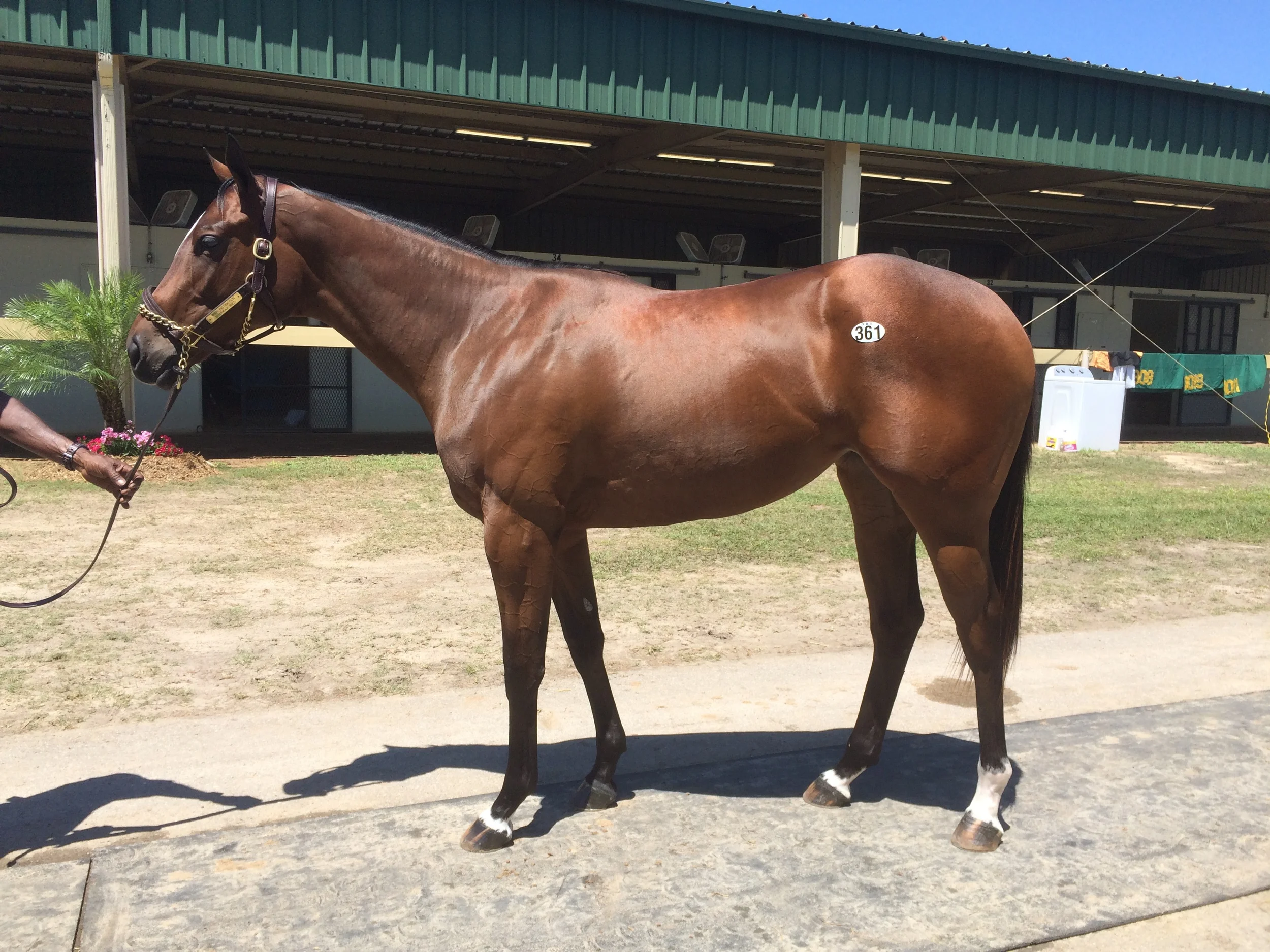withdistinction filly.jpeg
