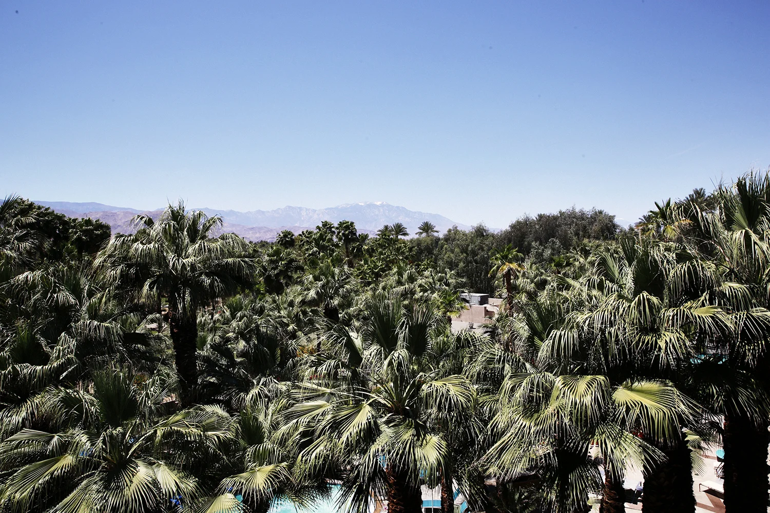 Palms / April 22 2017 / Indian Wells, California.