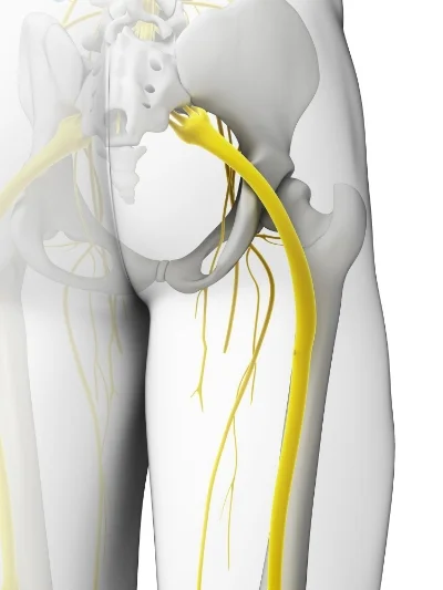 Piriformis - Sciatic Nerve.jpg