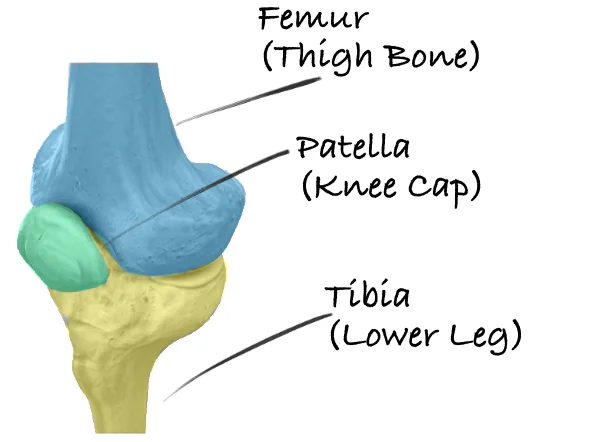 Knee Bones.jpg