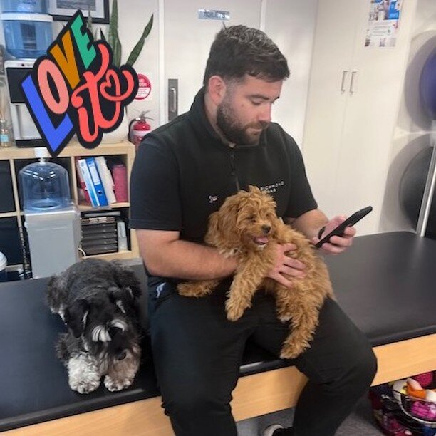 Jesse is getting all the love from the morale team!
Keep up the great work guys 🤣
#puppylove #physiolife #richmondrehab #3121
#richmond3121