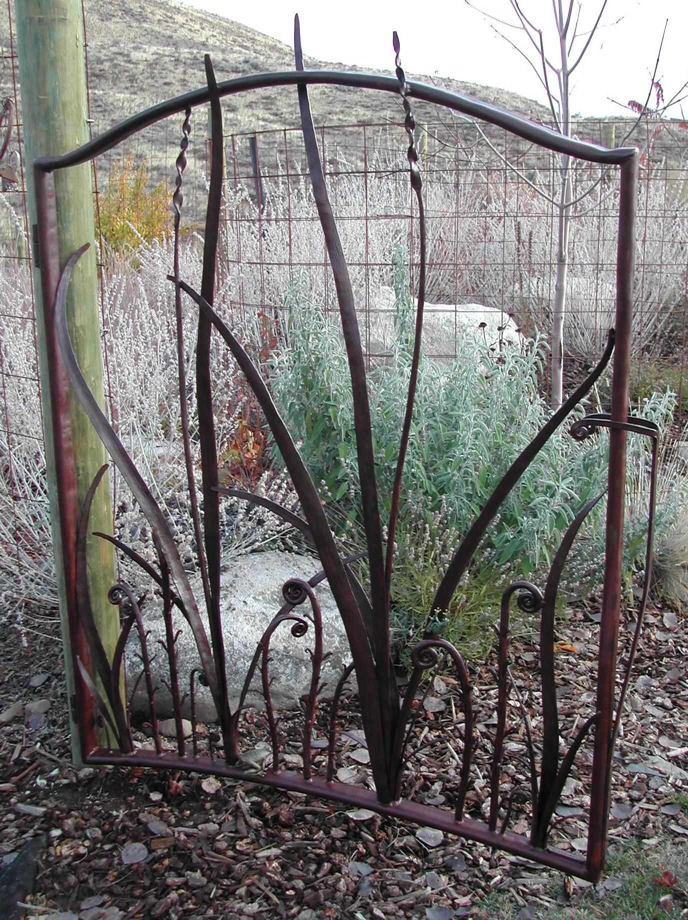 Grasses_and_Fiddlehead_open_gate.JPG