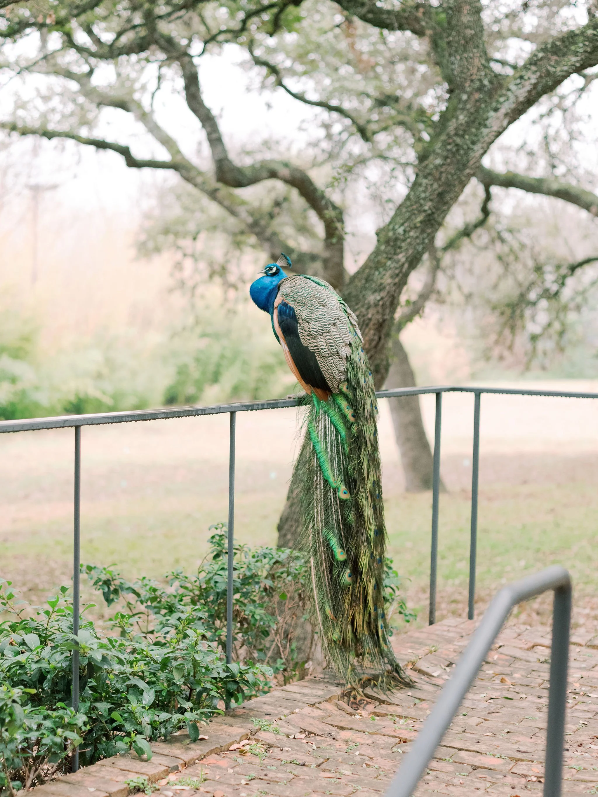 AliandBrady_Matties_Austin_Winter_Wedding32.jpg