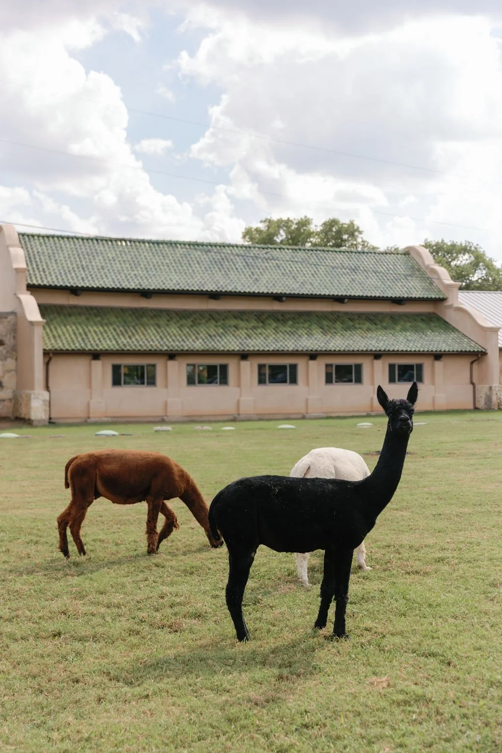 SarahandKevinAustin_Texas_Ranch_Wedding_Spring79.jpg