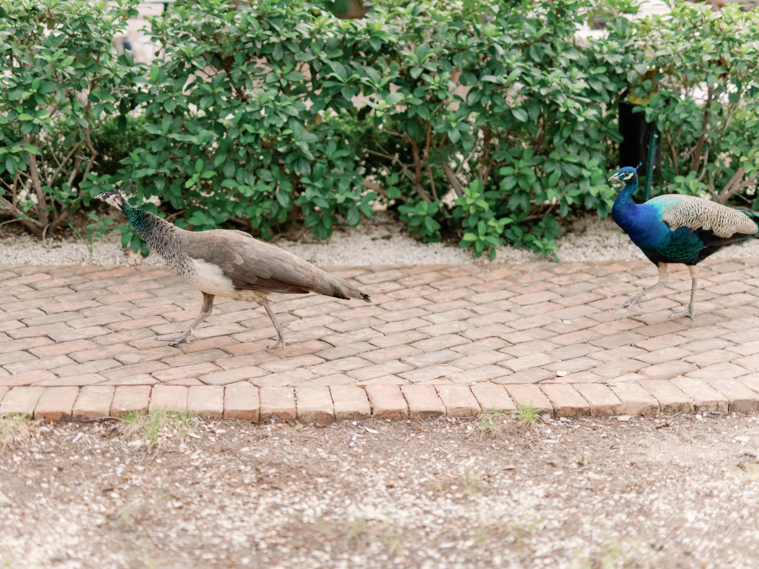 H&T_Matties_Austin_Spring_Wedding82.jpg