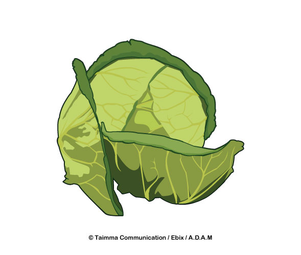 Cabbage.jpg