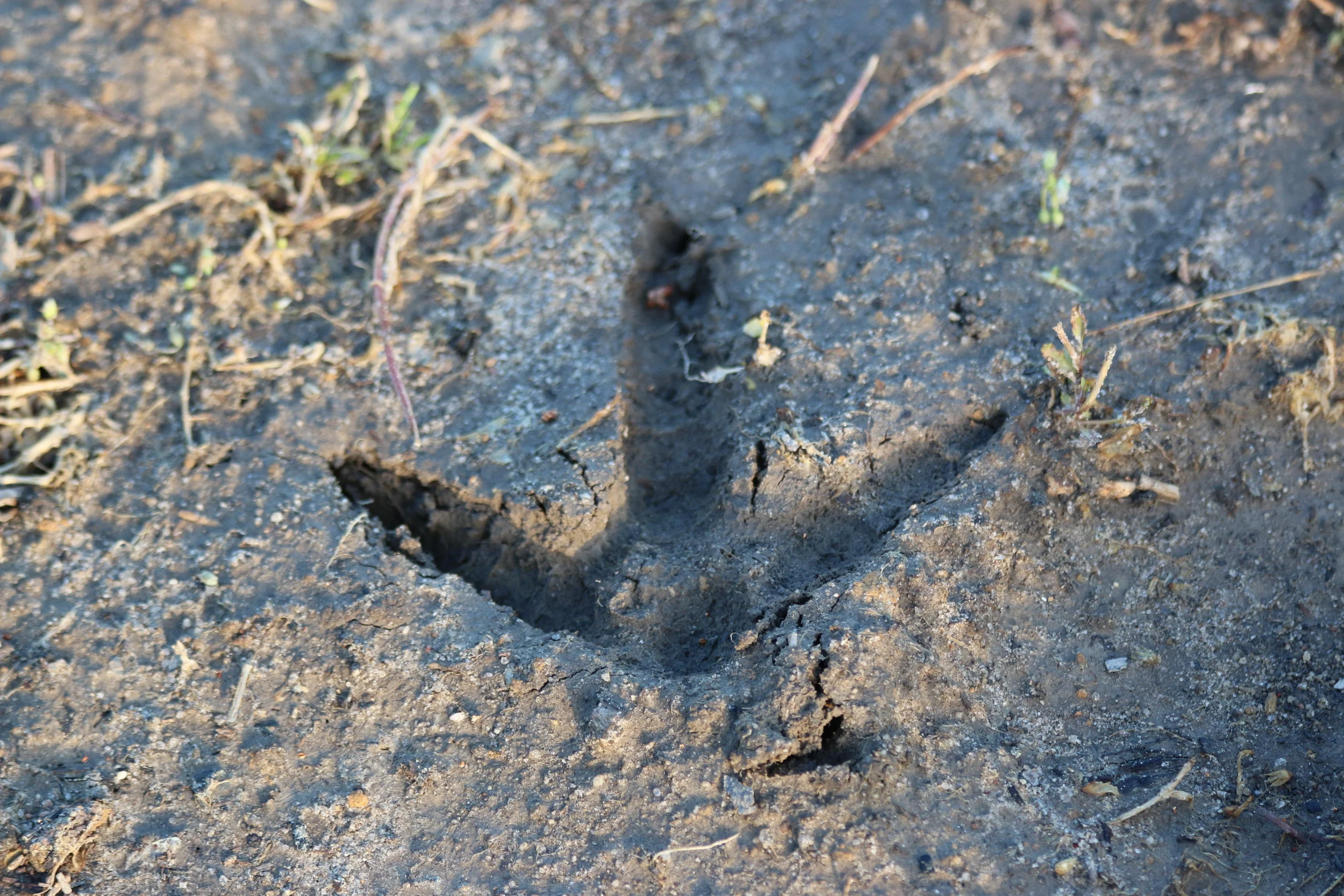 Nothing like seeing fresh sign of active birds.