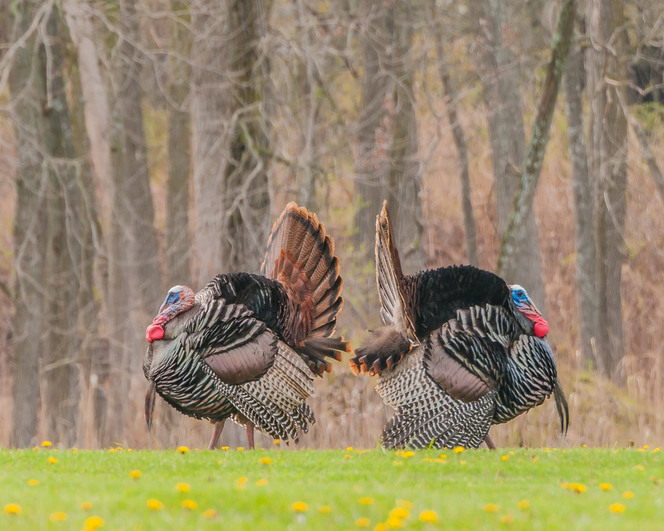 Late Season Turkey Hunting Tips.jpg