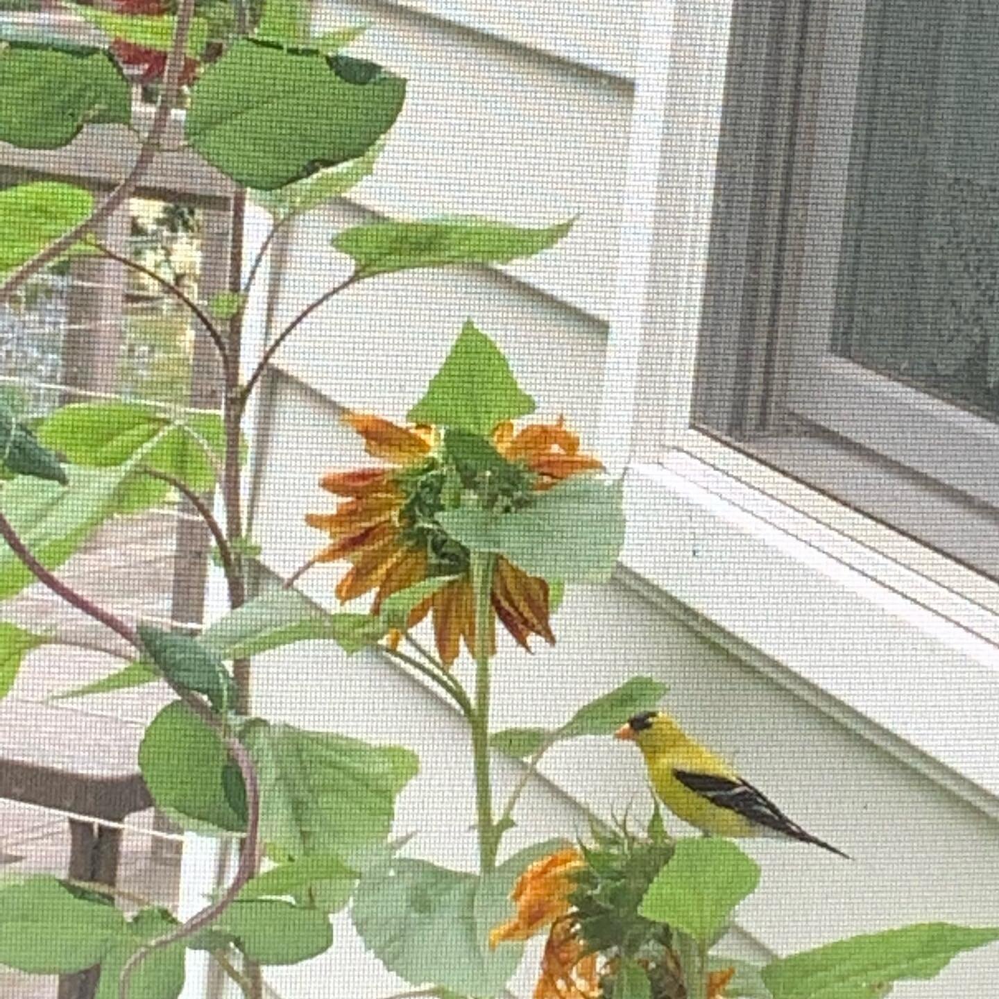 A beautiful little visitor outside my window today. Goldfinches are said to be a sign of good things to come! 🌻
.
.
.
.
.
.
.
.
#goldfinch
#yellowfinch
#sunflowers
#goodomen