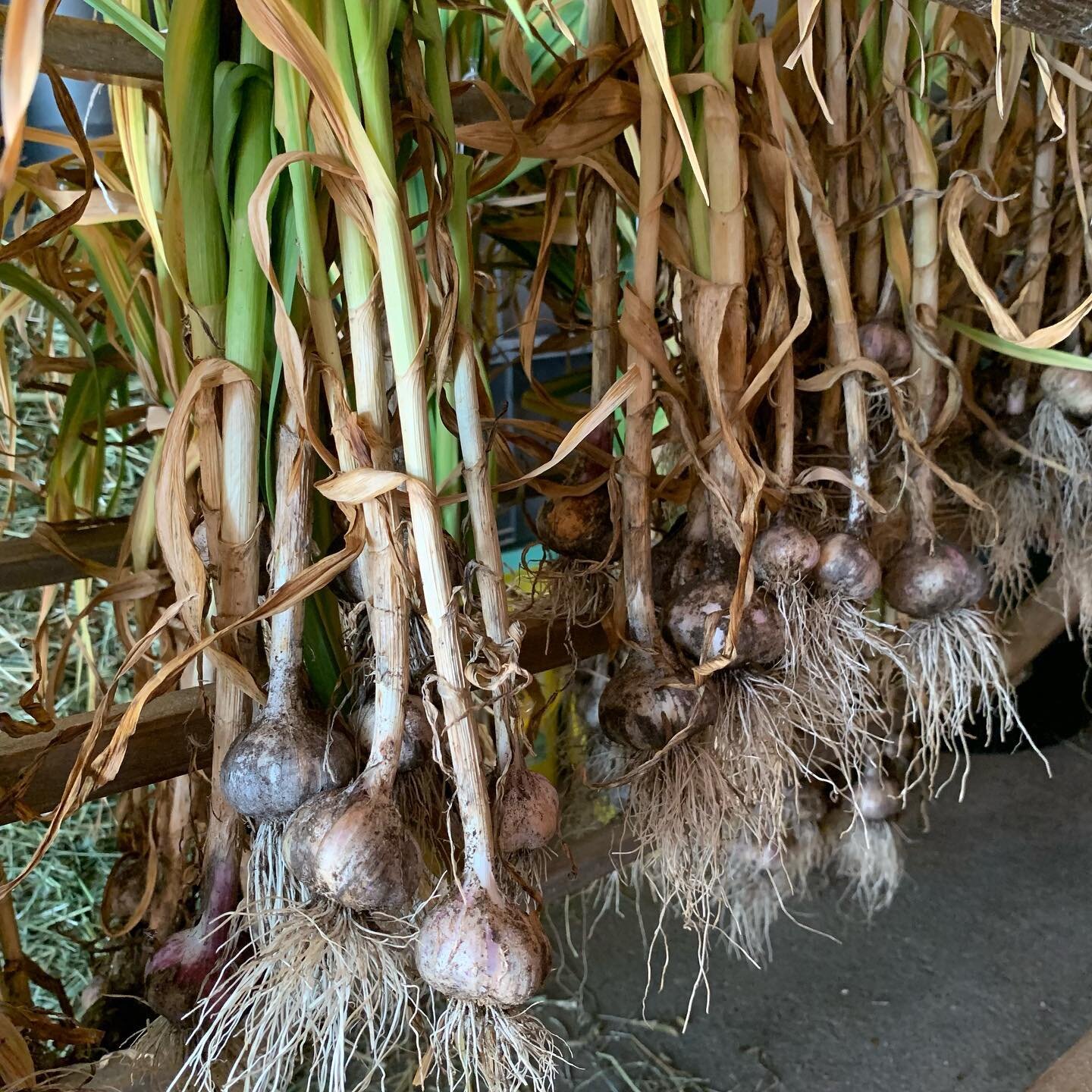 Not sure what I was thinking ( or maybe I wasn&rsquo;t!) when I planted so much garlic last year. A huge harvest, and plenty to share!
.
.
.
.
.
.
.
.
#garlic
#organicgarlic
#garlicharvest
#organicgardening
#groworganic
#johnnysselectedseeds