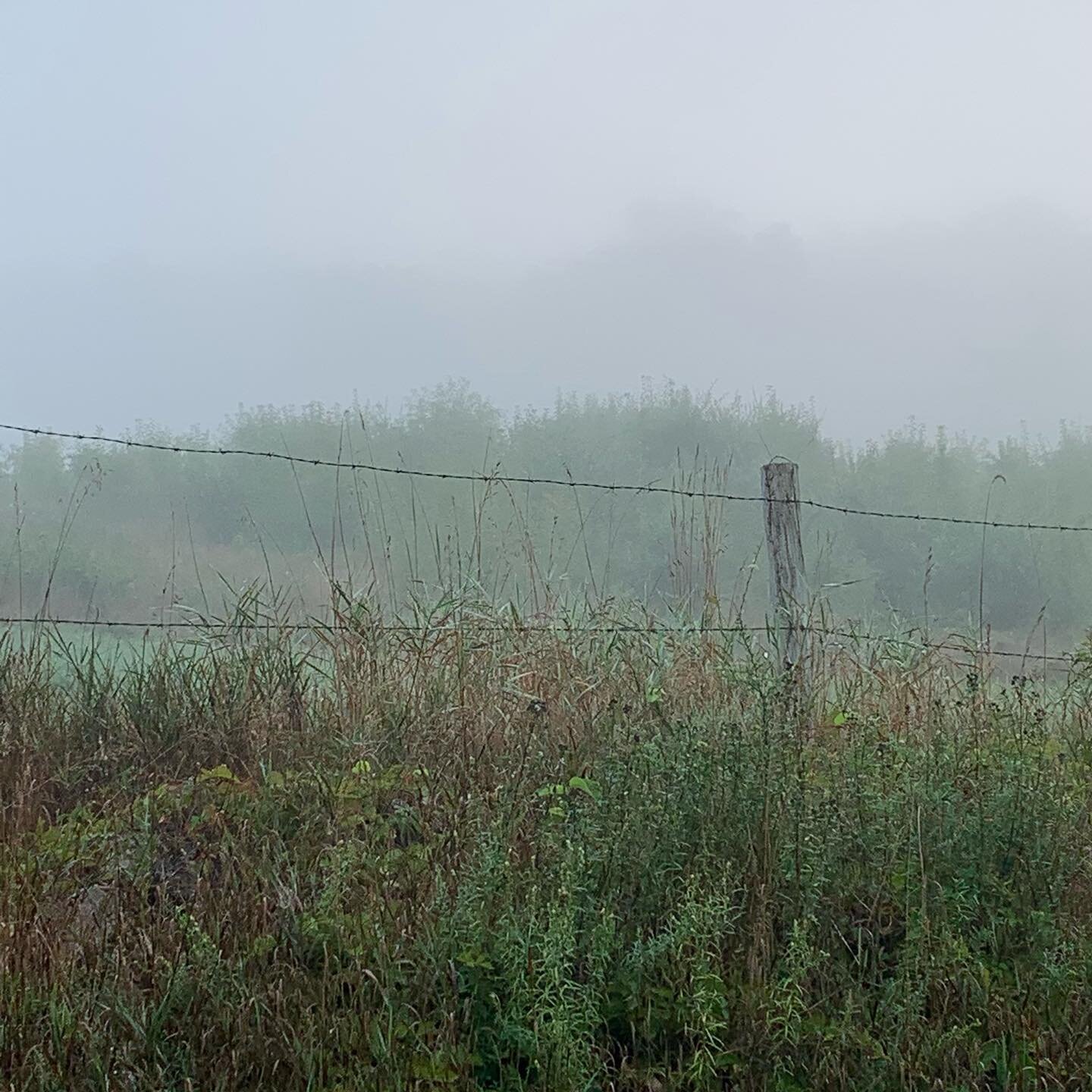 Morning walk. Misty mornings are best for discovering these tiny hidden worlds.
.
.
.
.
.
.
#morningwalk
#mistymorning
#spiderweb
#hiddenworlds
#loveofnature
#beautyofnature
#inspiredbynature