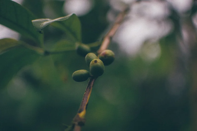 Where it starts, coffee berry