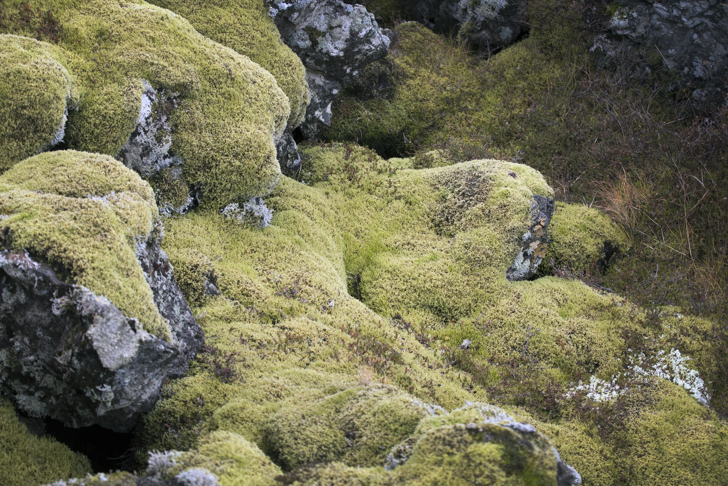 Moss in Iceland