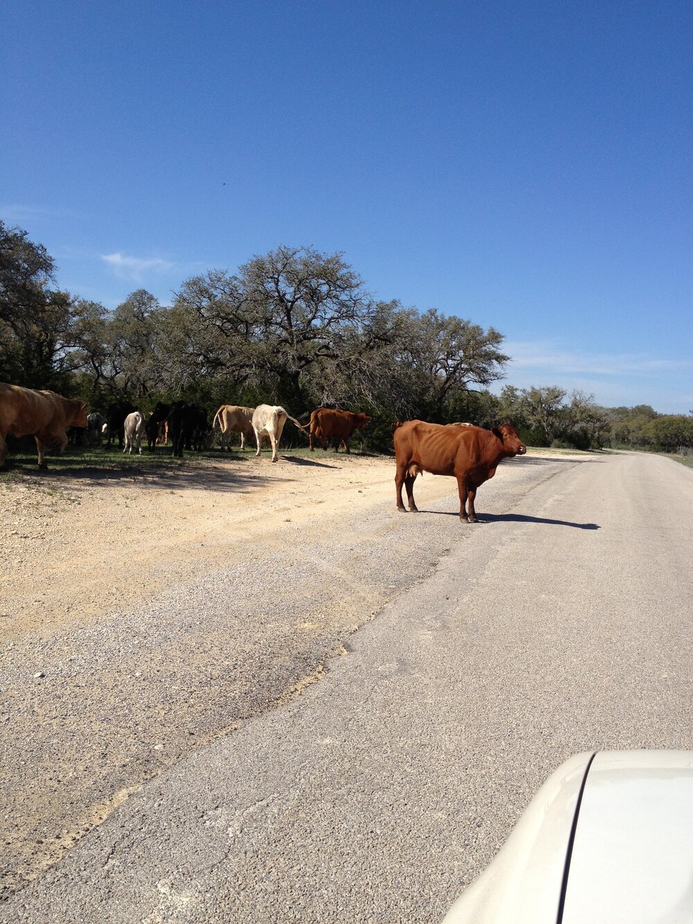 Wimberley TX traffic