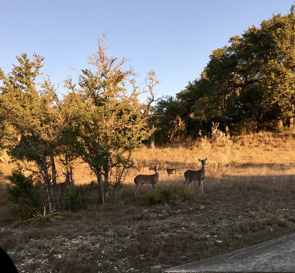 Wimberley TX