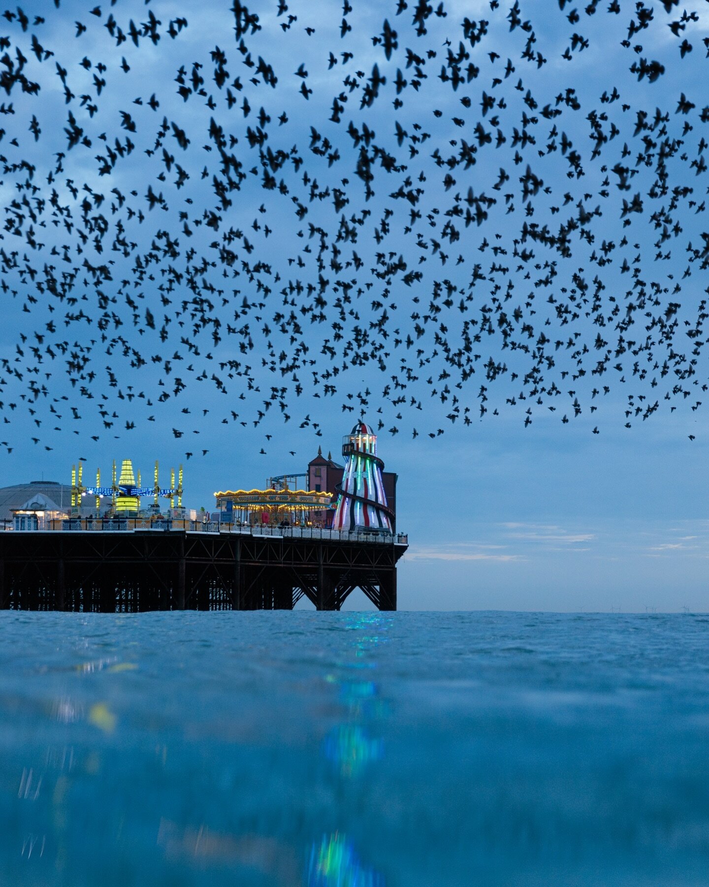 Over the top. Brighton, February 2024. 

#starlings #murmuration #starlingmurmuration #brighton #seaswimming