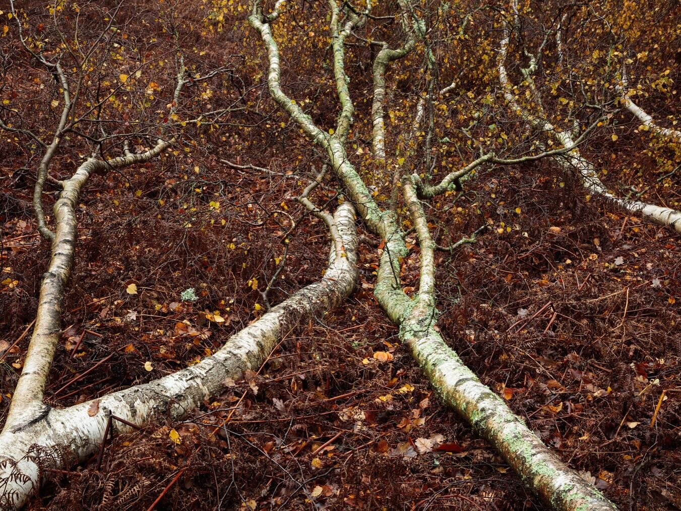 Windfalls. A collection of autumnal birch trees that came down during storms in 2021 and 2022. This is another double page spread from &lsquo;Woodwork&rsquo;, which inches closer to completion and should be with me in May. 

Join the @brightonphotogr