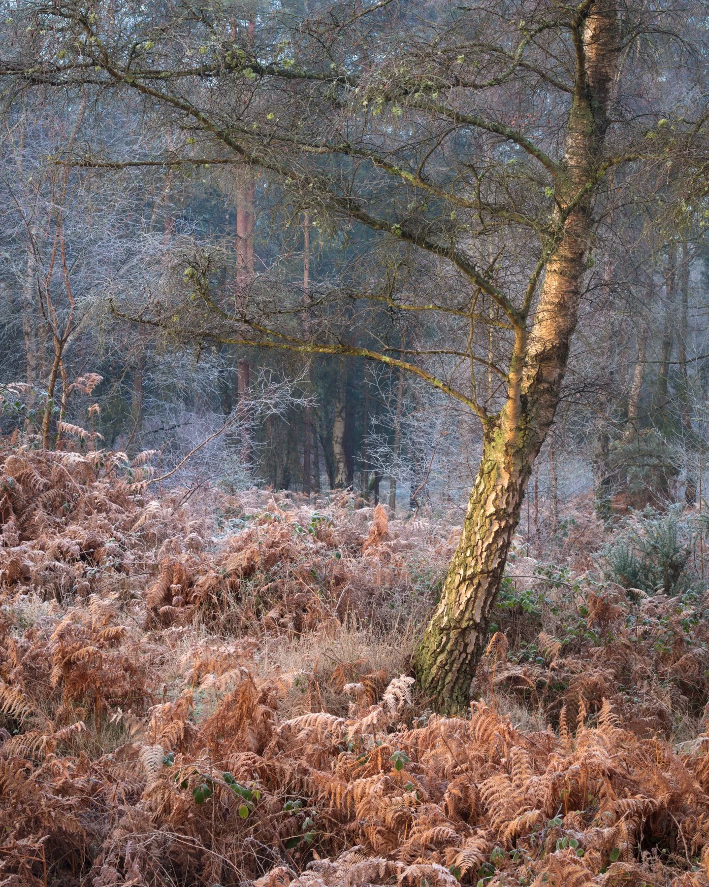 Common Cold - Stedham Common, West Sussex