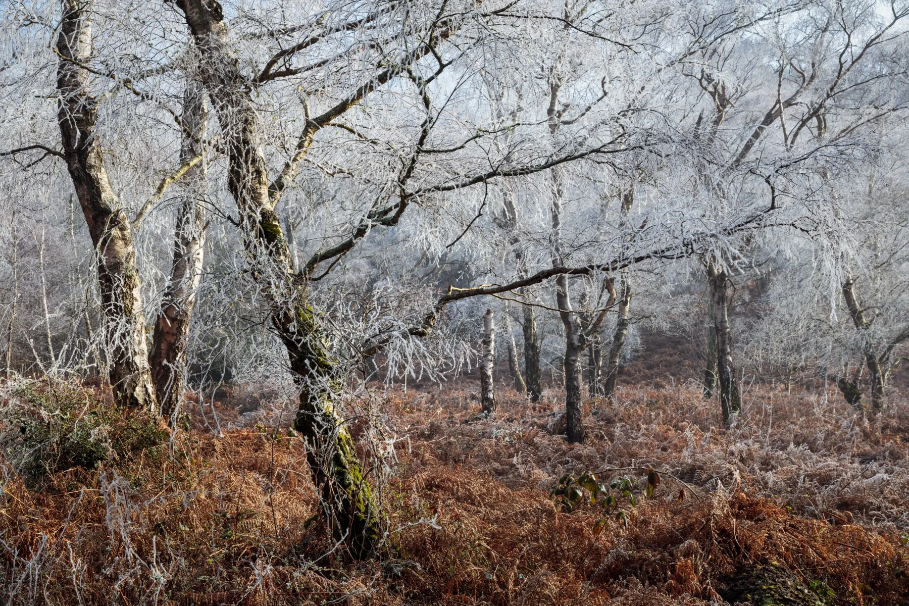 Filigree - Hesworth Common, West Sussex