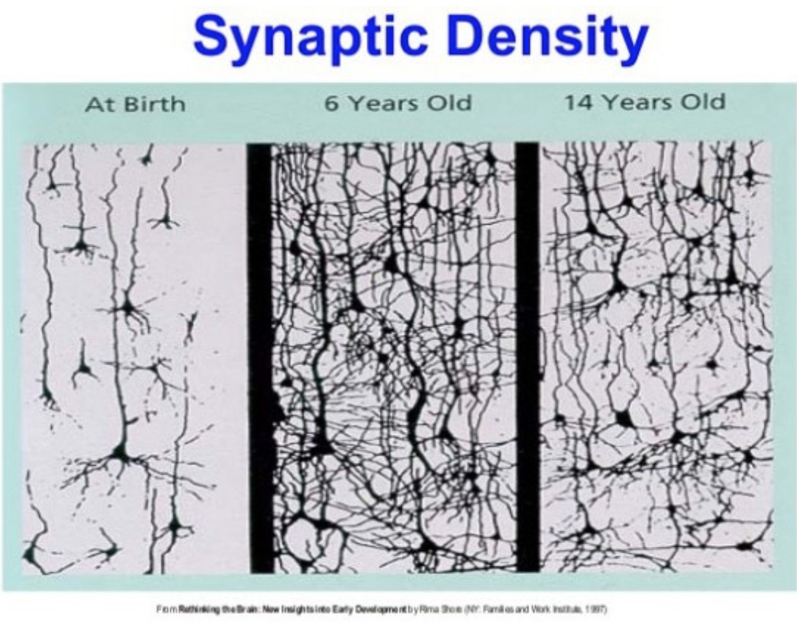 synaptic density.png