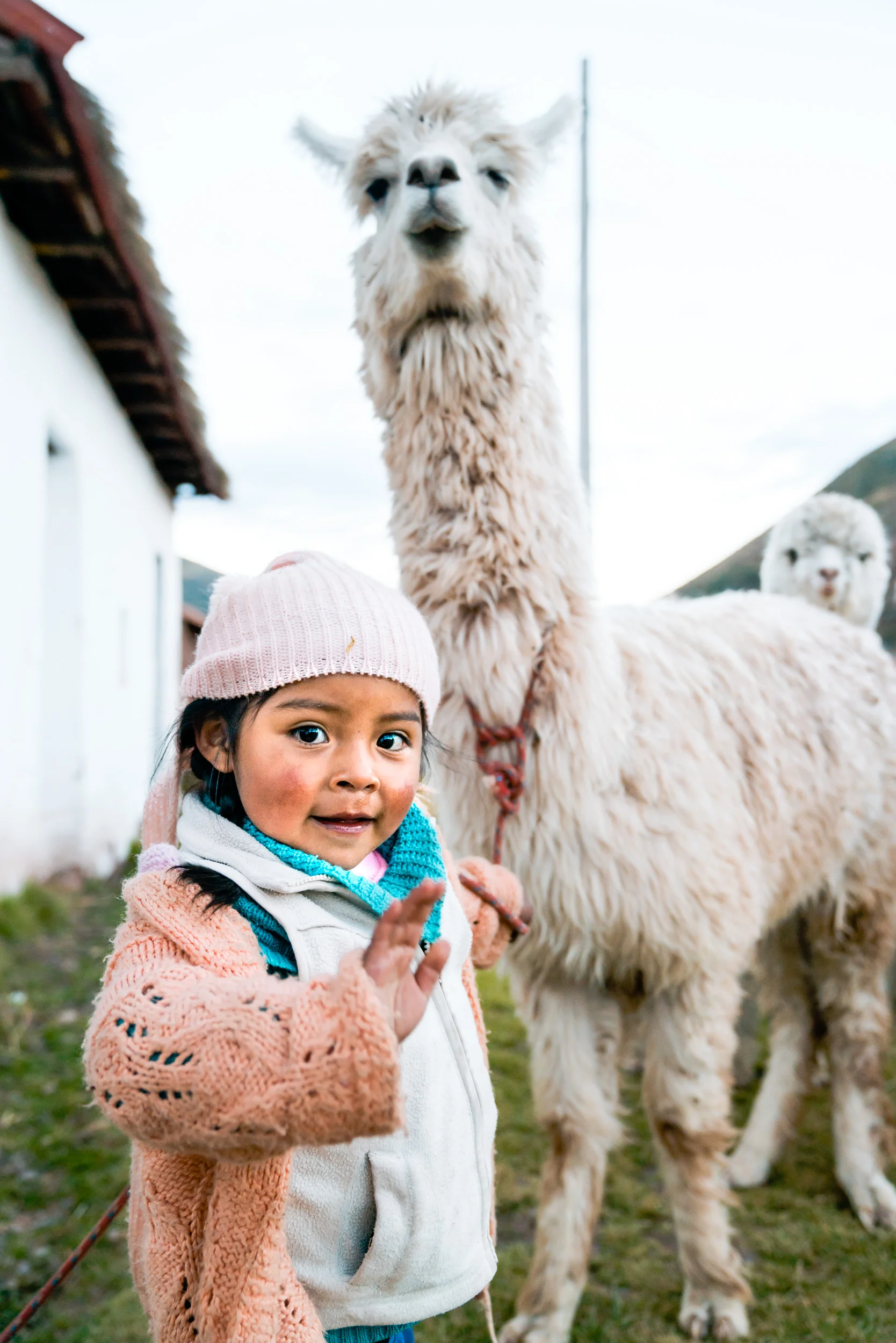 On the Peruvian Altiplano, a young girl leads her family’s Llamas and Alpacas home. Huancalli, Peru. 2018