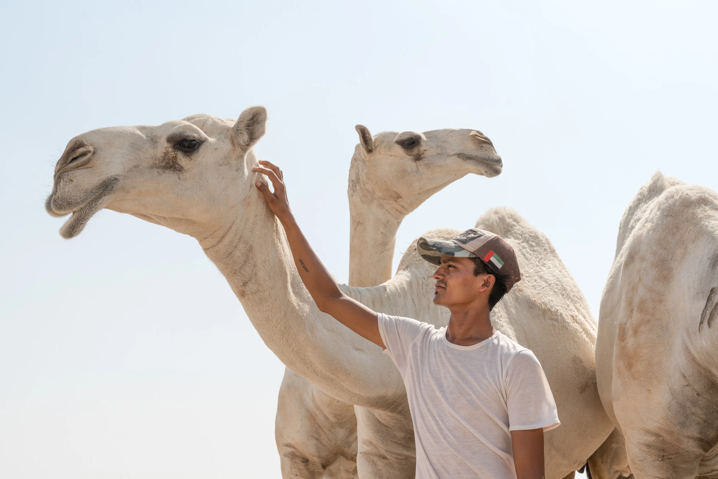 A Kuwaiti boy cares for his Camels' in the intense summer sun. Kuwait Desert, 2018.